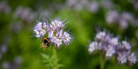 bee on plant