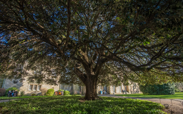 Tree in St Mary's Quad