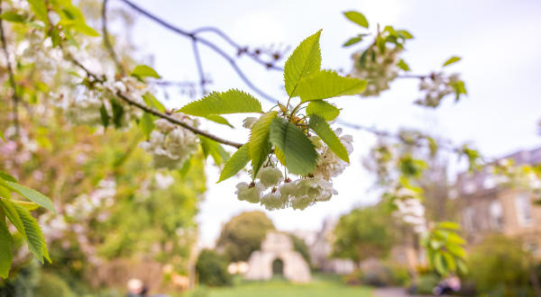 Blossoms in St Mary's Quad Blossoms in St Mary's Quad